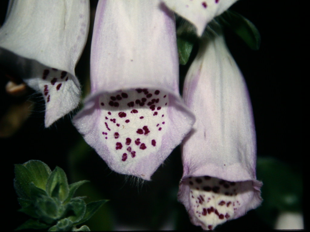 Digitalis purpurea / Digitale rossa